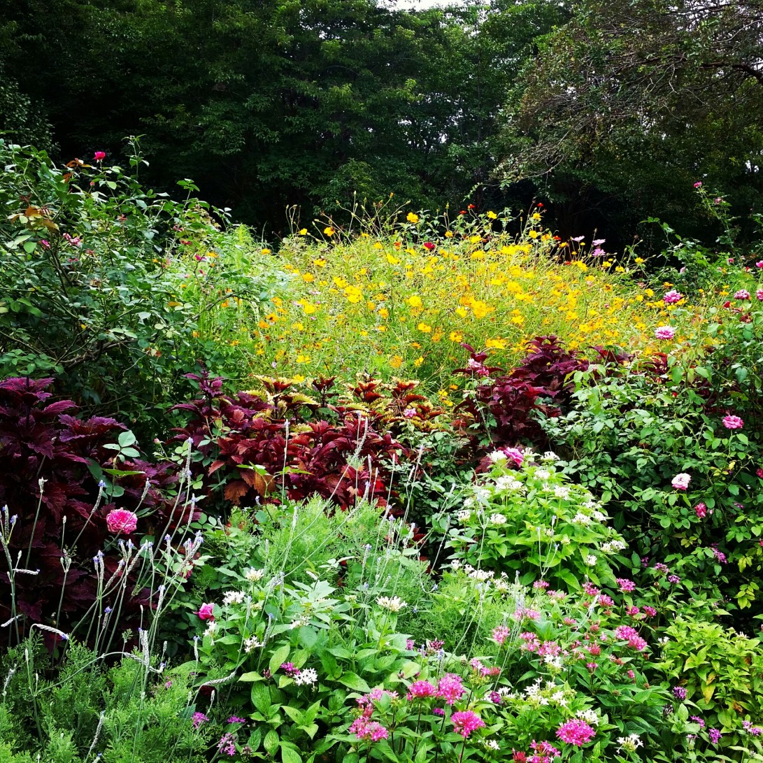 IMG_20150913_101718.jpg image